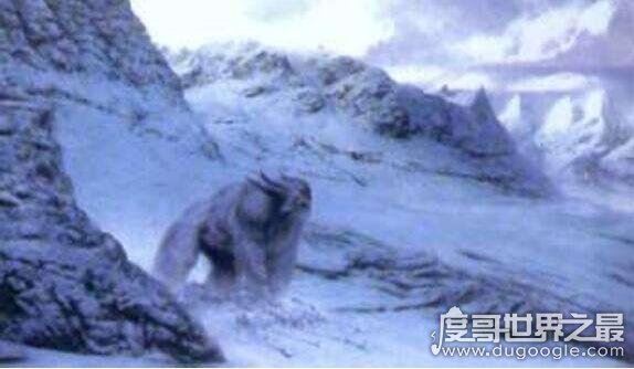 澳大利亚野人幽威,拥有高智商疑似人类近亲