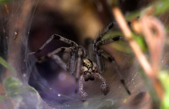 世界上最致命的蜘蛛，漏斗网蜘蛛(毒液杀死8人)