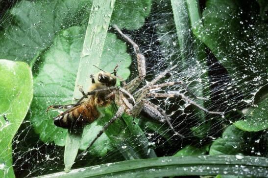 世界上最致命的蜘蛛，漏斗网蜘蛛(毒液杀死8人)