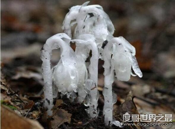 水晶兰为什么叫死亡之花，通体白色来自阴间的植物