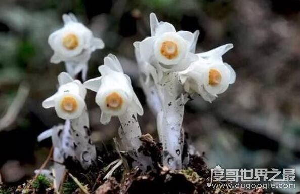 水晶兰为什么叫死亡之花，通体白色来自阴间的植物