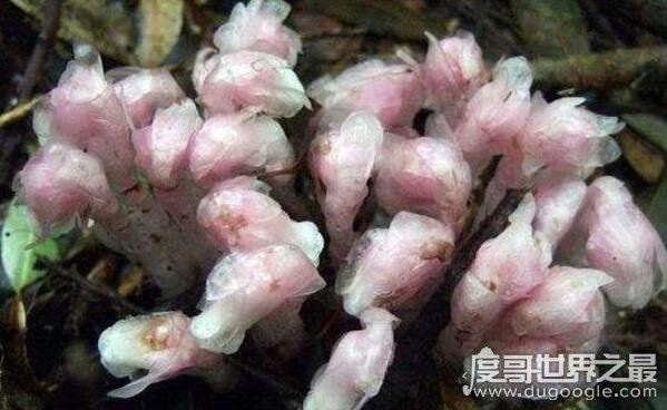 水晶兰为什么叫死亡之花，通体白色来自阴间的植物