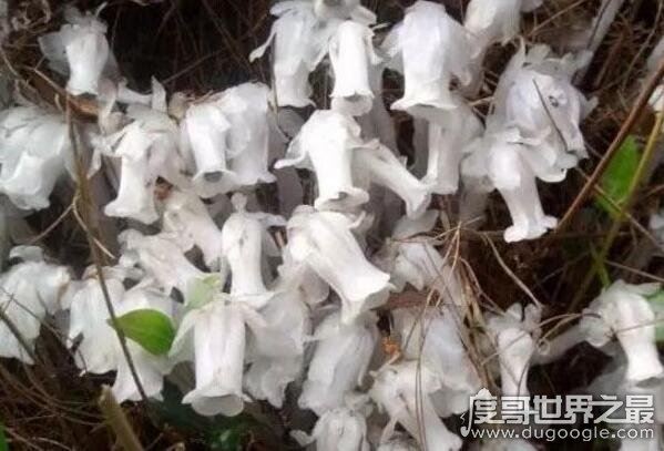 水晶兰为什么叫死亡之花，通体白色来自阴间的植物