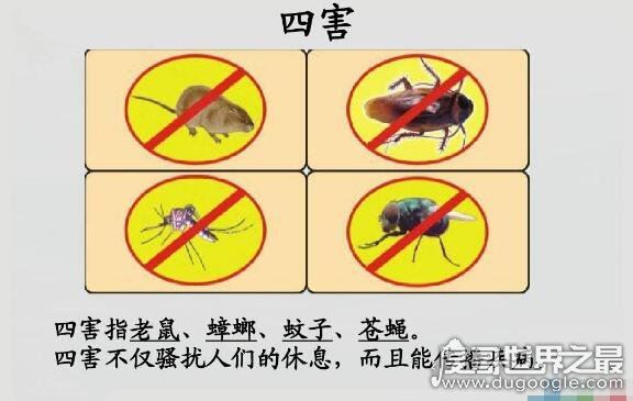 四害是哪四害,苍蝇、蚊子、老鼠、蟑螂这四种动物被称为四害