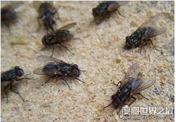 四害是哪四害，苍蝇、蚊子、老鼠、蟑螂这四种动物被称为四害