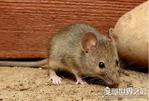 四害是哪四害,苍蝇、蚊子、老鼠、蟑螂这四种动物被称为四害