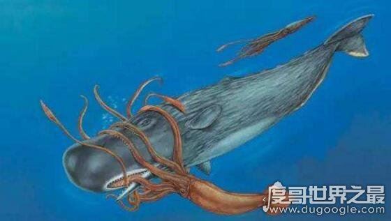 抹香鲸vs大王乌贼视频,大王乌贼不过是战五渣被完虐