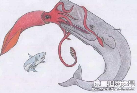 抹香鲸vs大王乌贼视频,大王乌贼不过是战五渣被完虐