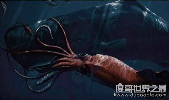 抹香鲸vs大王乌贼视频，大王乌贼不过是战五渣被完虐