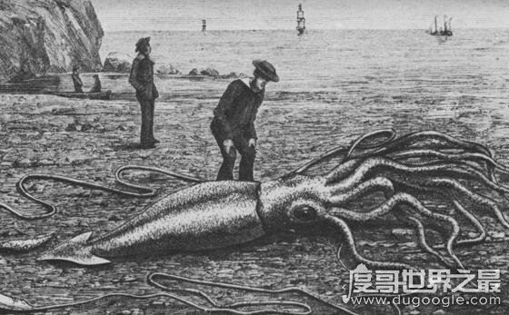 抹香鲸vs大王乌贼视频，大王乌贼不过是战五渣被完虐