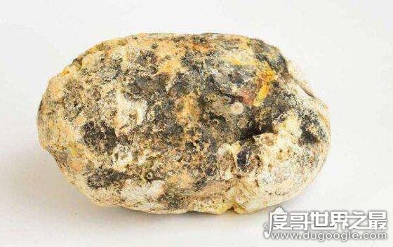 抹香鲸vs大王乌贼视频，大王乌贼不过是战五渣被完虐