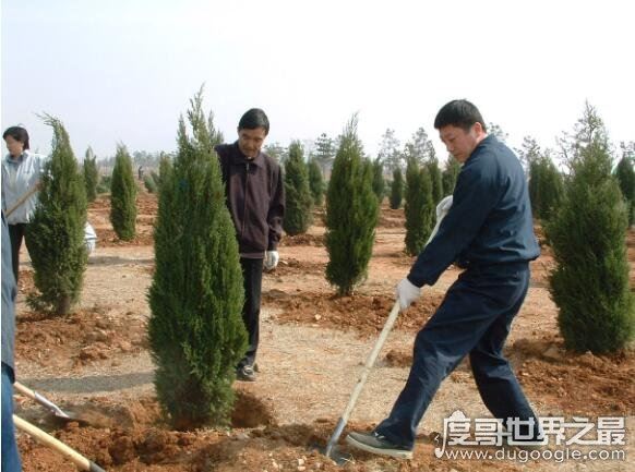 地球比20年前更绿了，中国和印度为地球变绿做出巨大贡献