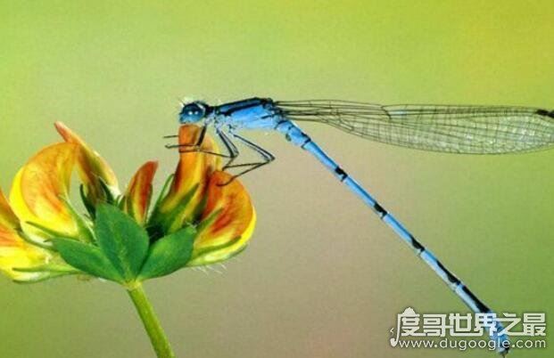 世界上眼睛最多的动物,蜻蜓(每只复眼有28万个眼晶体)