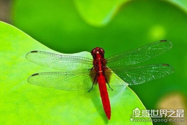 世界上眼睛最多的动物，蜻蜓(每只复眼有28万个眼晶体)