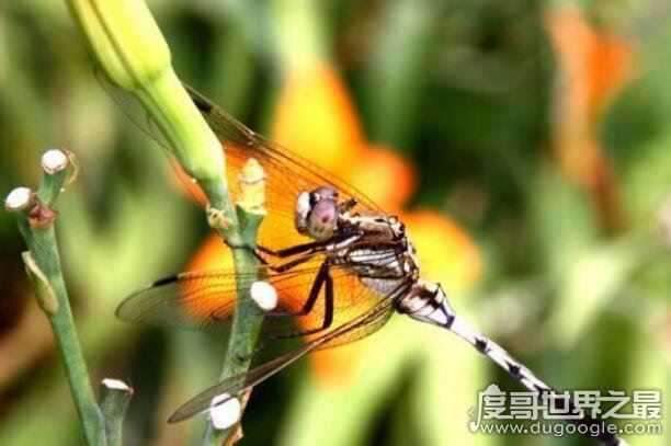 世界上眼睛最多的动物，蜻蜓(每只复眼有28万个眼晶体)