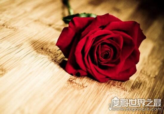 美国国花是什么，和英国国花一样都是玫瑰