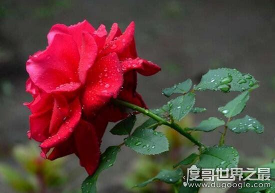 美国国花是什么，和英国国花一样都是玫瑰