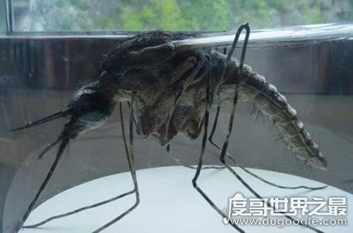 世界上最大的蚊子，华美巨蚊身长可长达4厘米(为益虫)
