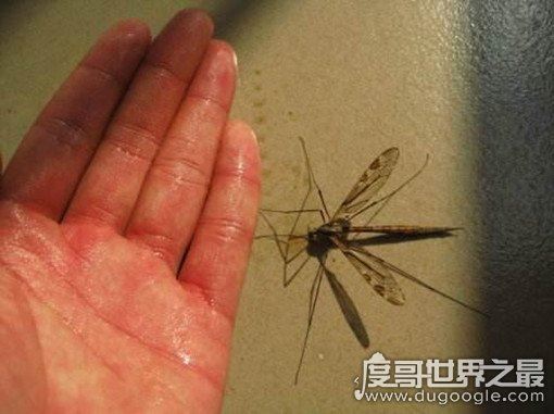 世界上最大的蚊子，华美巨蚊身长可长达4厘米(为益虫)