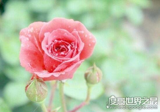 美国国花是什么，和英国国花一样都是玫瑰