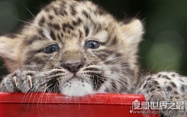 全球10大稀有动物，世界上10大珍稀动物有哪些（爪哇犀牛）