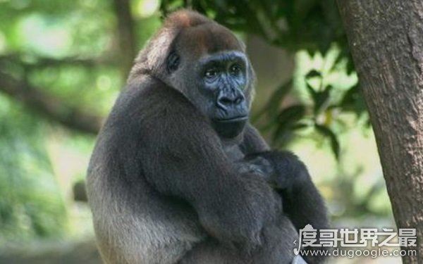 全球10大稀有动物，世界上10大珍稀动物有哪些（爪哇犀牛）