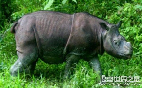 全球10大稀有动物，世界上10大珍稀动物有哪些（爪哇犀牛）