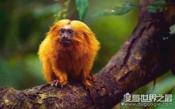 全球10大稀有动物,世界上10大珍稀动物有哪些(爪哇犀牛)