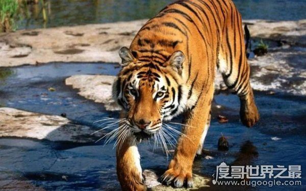 全球10大稀有动物,世界上10大珍稀动物有哪些(爪哇犀牛)
