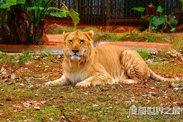 狮虎兽和虎狮兽的区别,为什么虎狮兽比狮虎兽更为珍贵