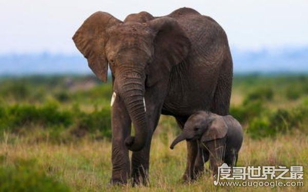 全球10大稀有动物，世界上10大珍稀动物有哪些（爪哇犀牛）