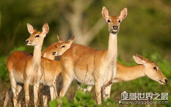 全球10大稀有动物,世界上10大珍稀动物有哪些(爪哇犀牛)