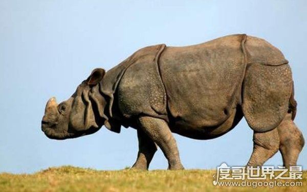全球10大稀有动物，世界上10大珍稀动物有哪些（爪哇犀牛）