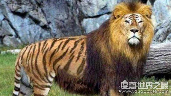 狮虎兽和虎狮兽的区别，为什么虎狮兽比狮虎兽更为珍贵