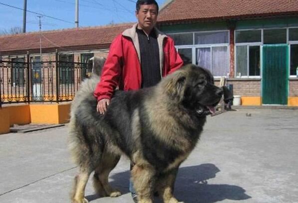 高加索犬vs藏獒综合评价,高加索犬完虐藏獒