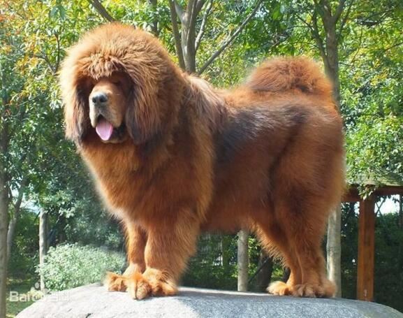 高加索犬vs藏獒综合评价，高加索犬完虐藏獒