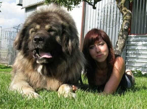 高加索犬vs藏獒综合评价，高加索犬完虐藏獒