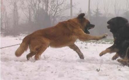 高加索犬vs藏獒综合评价，高加索犬完虐藏獒