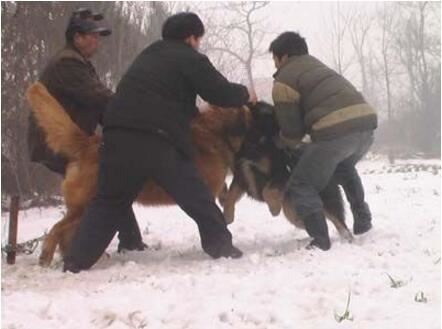 高加索犬vs藏獒综合评价，高加索犬完虐藏獒