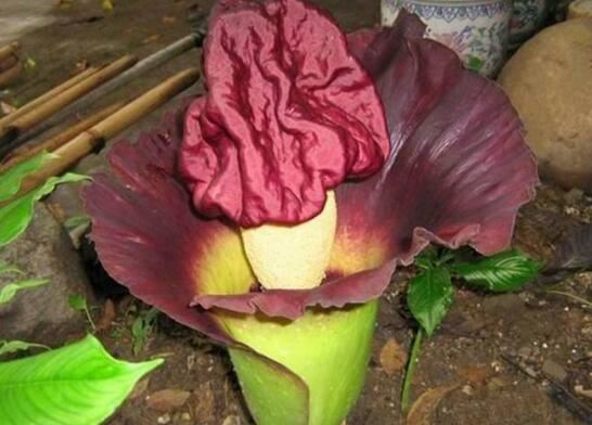 世界上最臭的花，巨魔芋(散发动物死去尸臭味)