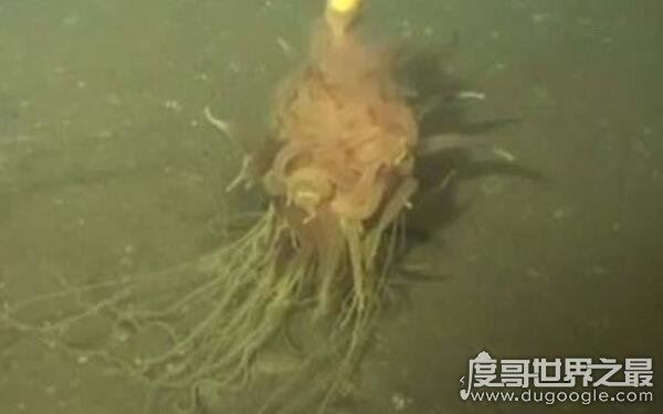 世界上无法解释的生物,无毛水怪现身深圳水库(还需人类探索)