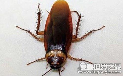 蟑螂会飞吗，有翅膀可以飞行(犀牛蟑螂是世界上最大蟑螂)
