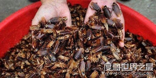 蟑螂会飞吗,有翅膀可以飞行(犀牛蟑螂是世界上最大蟑螂)