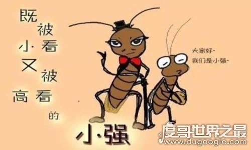 蟑螂会飞吗，有翅膀可以飞行(犀牛蟑螂是世界上最大蟑螂)