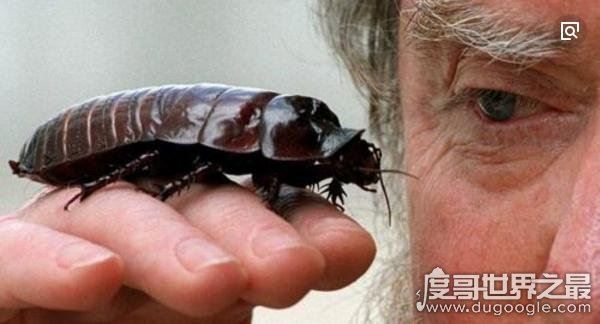蟑螂会飞吗，有翅膀可以飞行(犀牛蟑螂是世界上最大蟑螂)