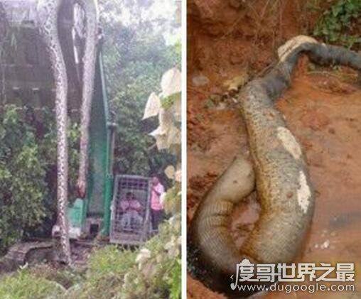 西游记中的蟒蛇精真的存在,工地挖出百岁蟒蛇成精