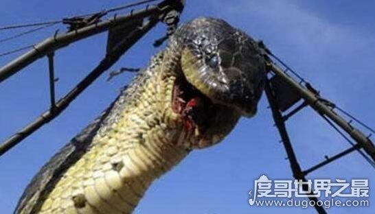 西游记中的蟒蛇精真的存在，工地挖出百岁蟒蛇成精