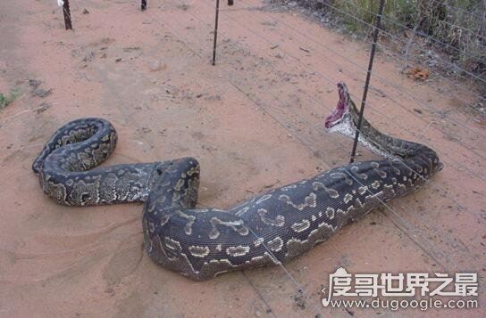 西游记中的蟒蛇精真的存在，工地挖出百岁蟒蛇成精
