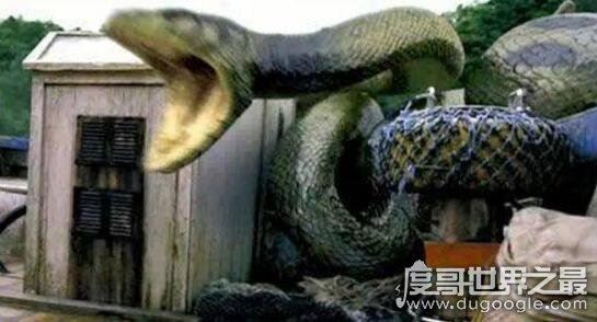 西游记中的蟒蛇精真的存在,工地挖出百岁蟒蛇成精