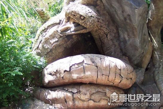 西游记中的蟒蛇精真的存在,工地挖出百岁蟒蛇成精
